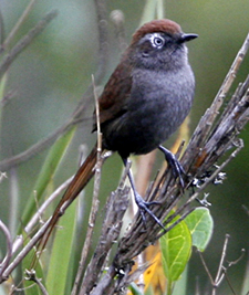 White-chinned Thistletail. Photo by Steve Bird.