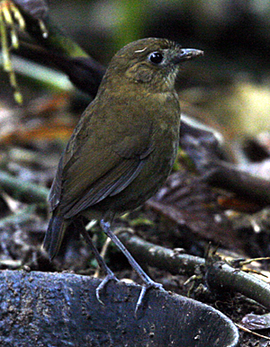 Brown-banded Antpitta.  A Colombian endemic.