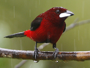 Crimson-backed Tanager.