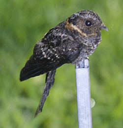 Lyre-tailed Nightjar