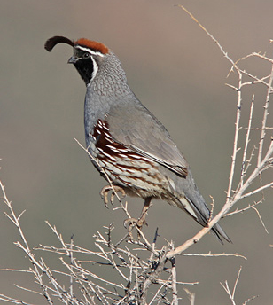 Gambel's Quail