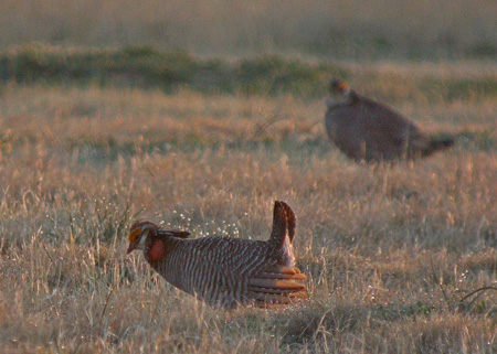 Lesser Prairie Chickens
