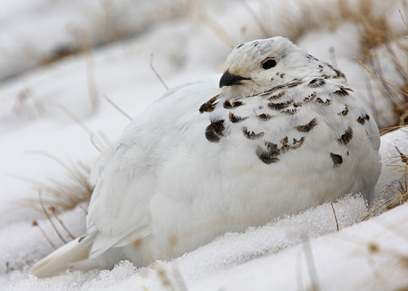 White-tailed Ptarmigan.