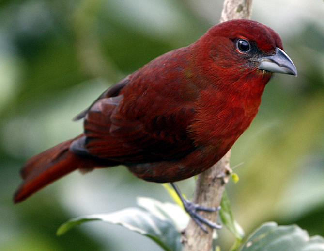 Hepatic Tanager.  Photo by Steve Bird.