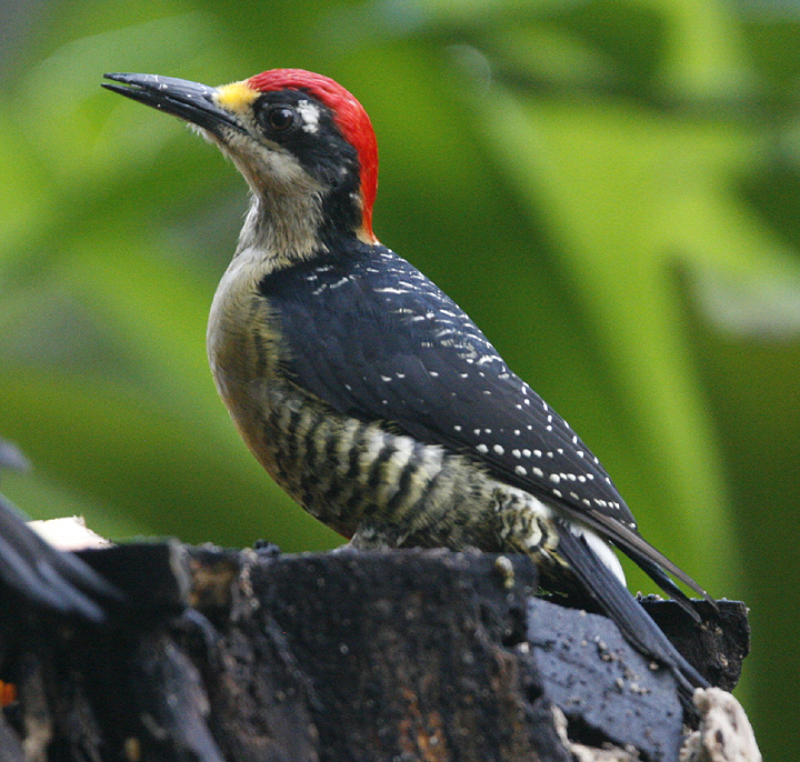 Black-cheeked Woodpecker.  Photo by Steve Bird