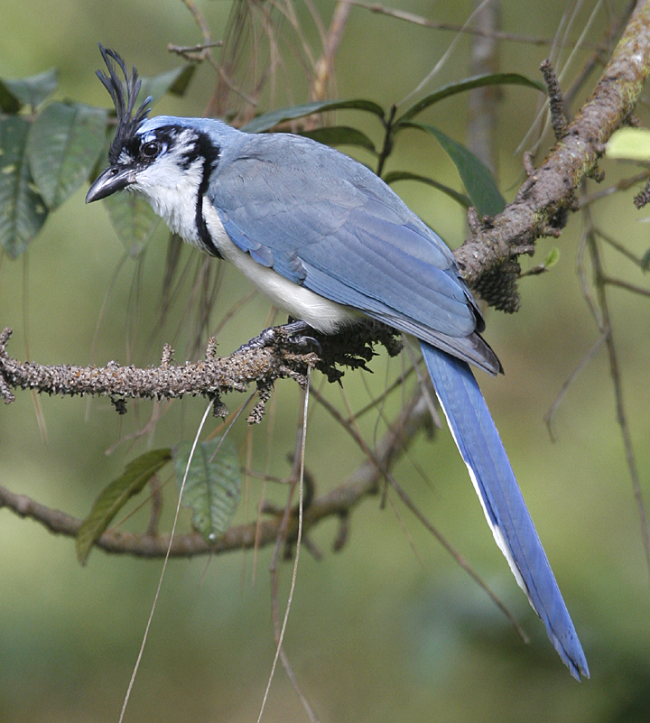 White-throated Magpie Jay. Photo by Steve Bird.