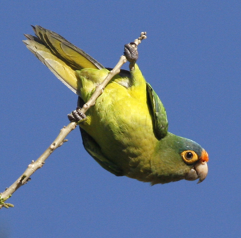 Orange-fronted Parakeet.  Photo by Steve Bird.