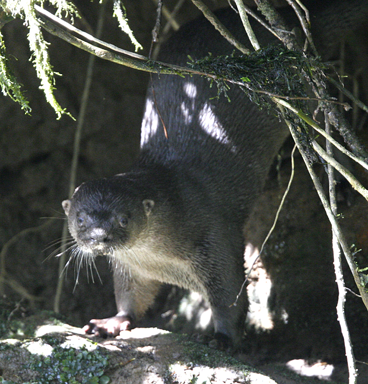 Neotropical Otter.  Photo by Steve Bird.