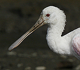 Roseate Spoonbill