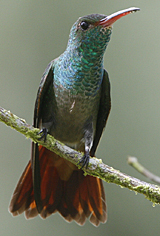 Rufous-tailed Hummingbird 