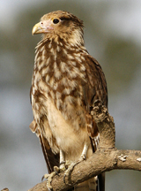 Yellow-headed Caracara