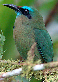 Keel-billed Motmot.  Photo by Gina Nichol.