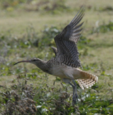 Bristle-thighed Curlew. Photo by Steve Bird.