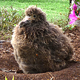 Young Laysan Albatross in a flower bed!  Photo by Gina Nichol.