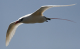 Red-tailed Tropicbird