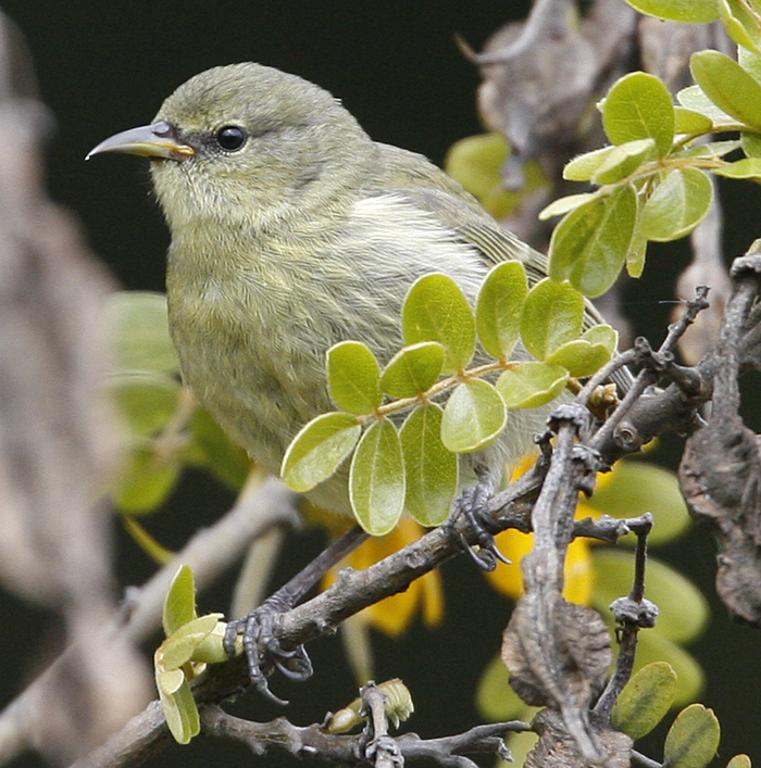Hawaii Amakihi.  Photo by Steve Bird.