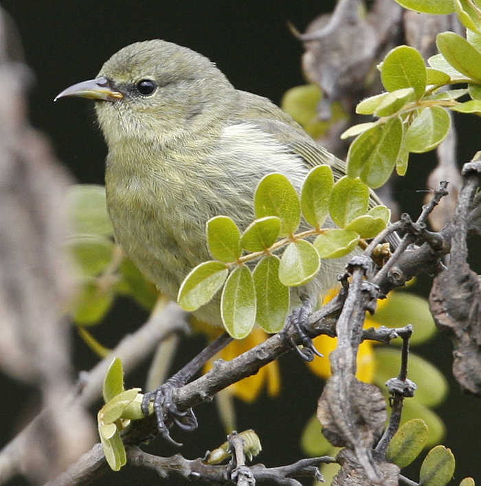 Hawaii Amakihi.  Photo by Steve Bird.