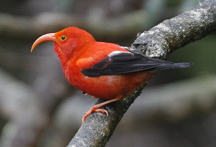I'iwi photo by Steve Bird.