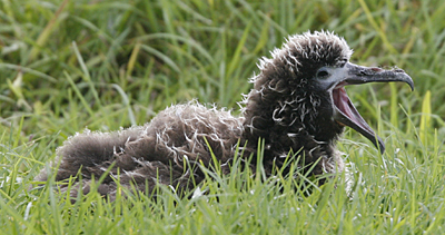 Young Laysan Albatross in a housing development in northern Kauai.  Photo by Steve Bird.