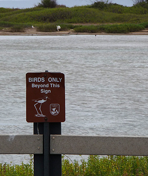 Birds Only!