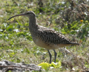 Bristle-thighed Curlew.  Photo by Steve Bird. 
