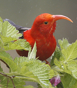 Iiwi photo by Steve Bird. 