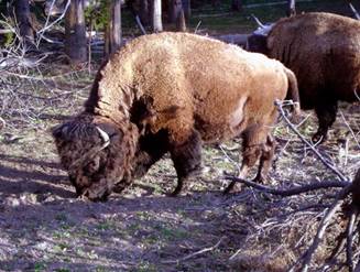 American Bison. 