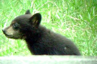 Black Bear cub.