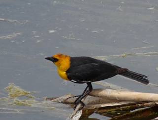 Yellow-headed Blackbird.