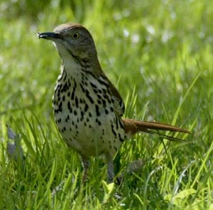 Brown Thrasher.  Photo by Luke Tiller.