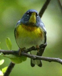 Northern Parula. Photo by Luke Tiller.