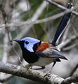 Lovely Fairywren