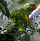 Scaly-breasted Parrot