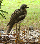 Bush Thick-knee.