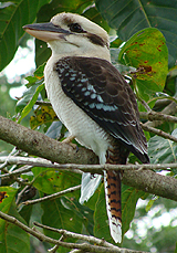 Laughing Kookaburra.