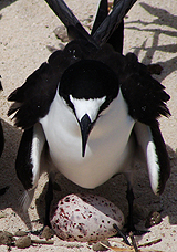 Sooty Tern