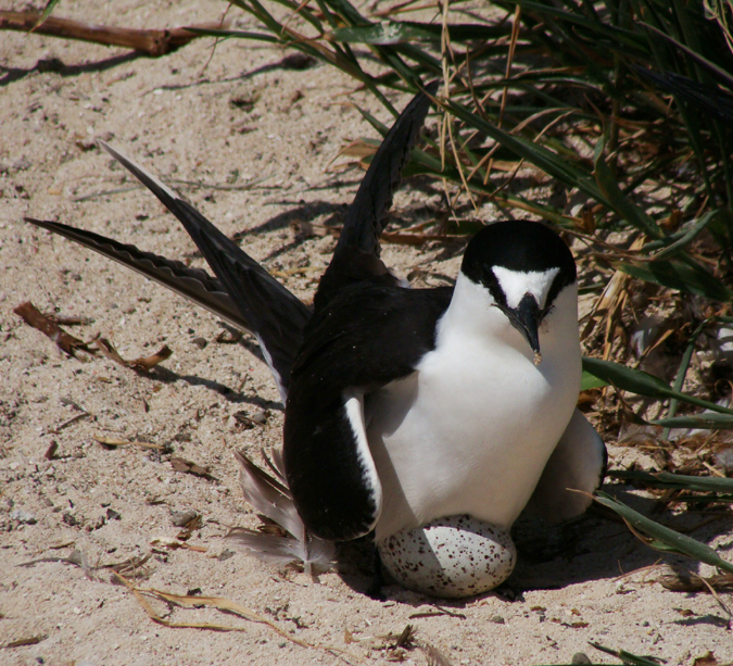 Sooty Tern