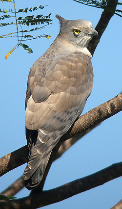 Pacific Baza