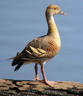 Plumed Whistling Duck. Photo by Steve Bird.