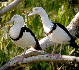 Radjah Shelducks. Photo by Steve Bird.