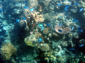 Great Barrier Reef fish. Photo by Gina Nichol.