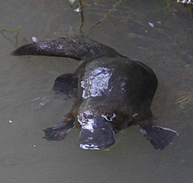 Duck-billed Platypus. Photo by Steve Bird.