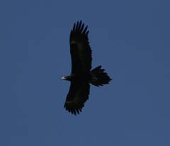 Wedge-tailed Eagle. Photo by Steve Bird.