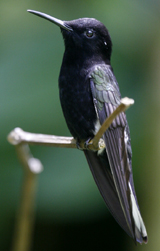 Black Jacobin