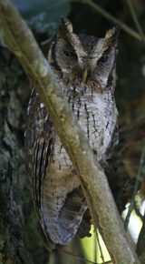 Tropical Screech-owl