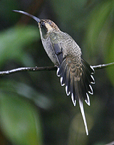 Scale-throated Hermit