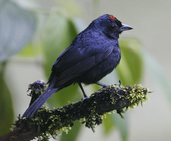 Ruby-crowned Tanager.