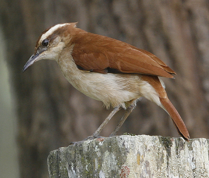 Tail-banded Hornero.