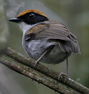 Black-cheeked Gnateater. Photo by Steve Bird. 