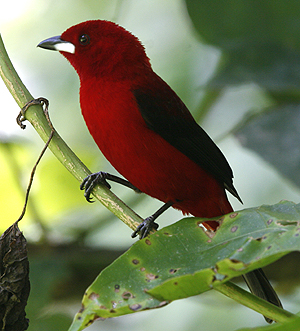 Brazilian Tanager. Photo by Steve Bird.